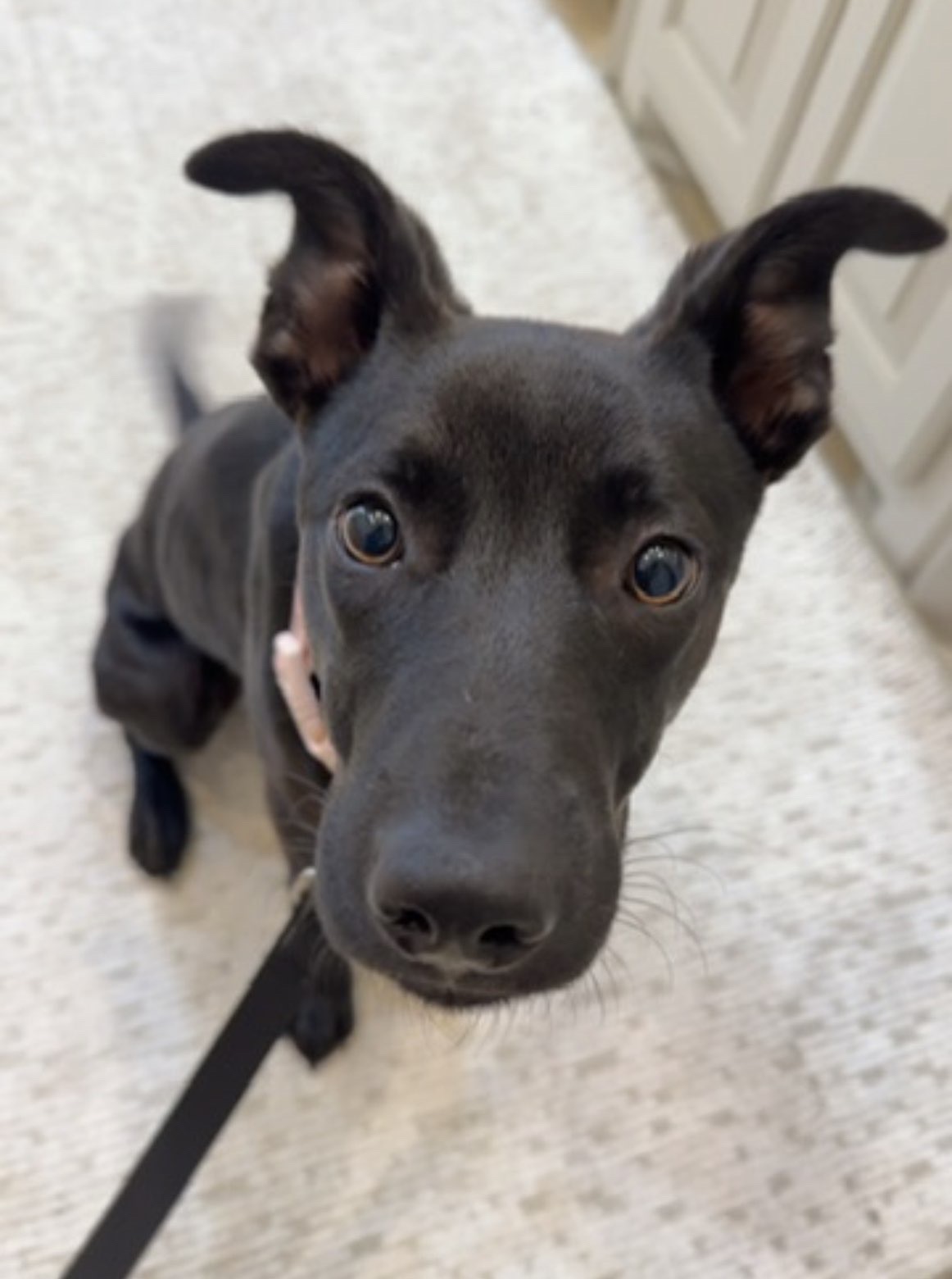 Karys's dog looking at the camera